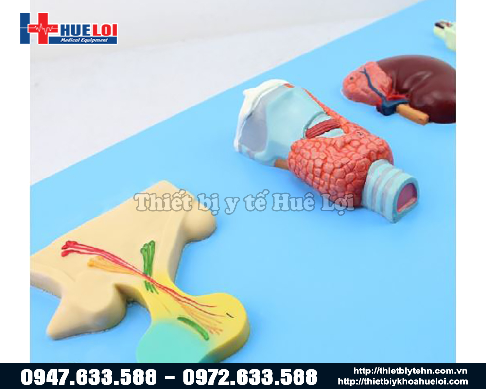 Mô hình các tuyến nội tiết của cơ thể